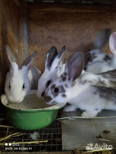 Продам мясо кролика и на племя