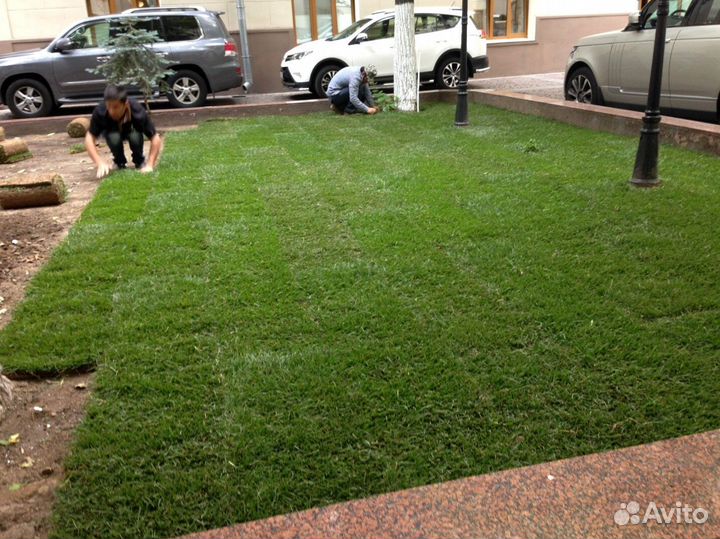 Рулонный газон с укладкой