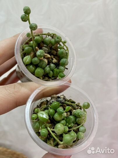 Комнатные цветы разные