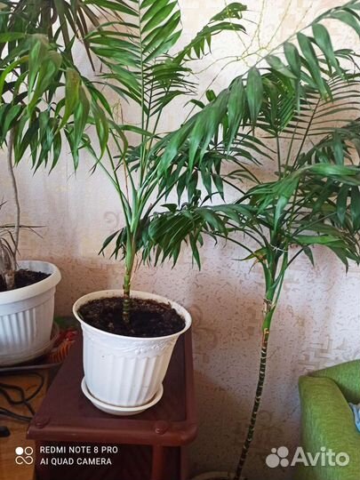 Пальма хамедорея