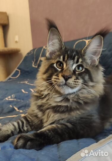 Котята мейн кун