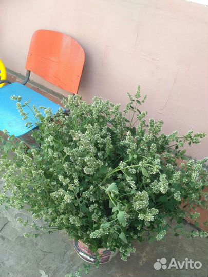 Мелисса фенхель ментол на срез