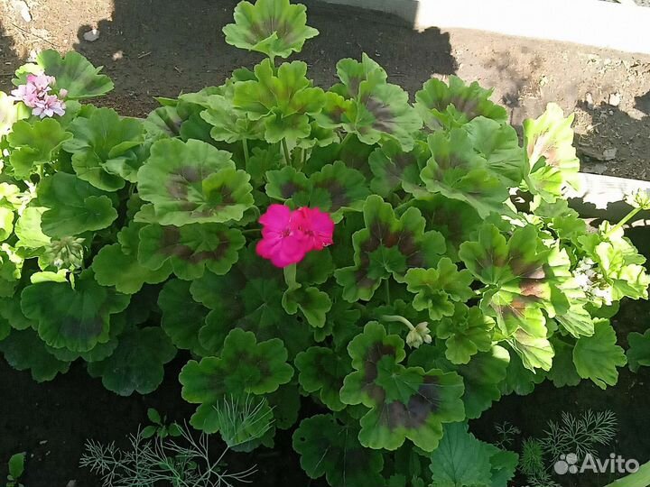 Кабачки, лук, эстрагон, ромашки, пеларгони