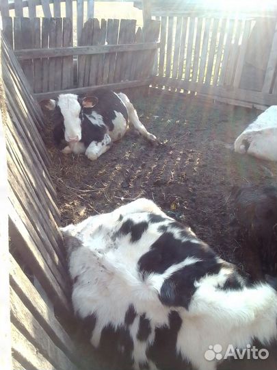 Продаётся тёлочки и гуси все вопросы по телефону