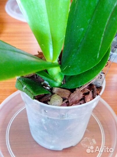 Орхидея Phal green Goblin