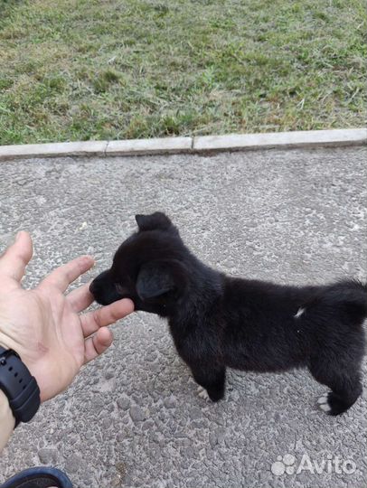 Щенок в добрые руки бесплатно