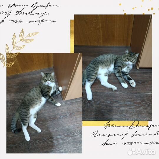 Котик пристраивается в добрые руки