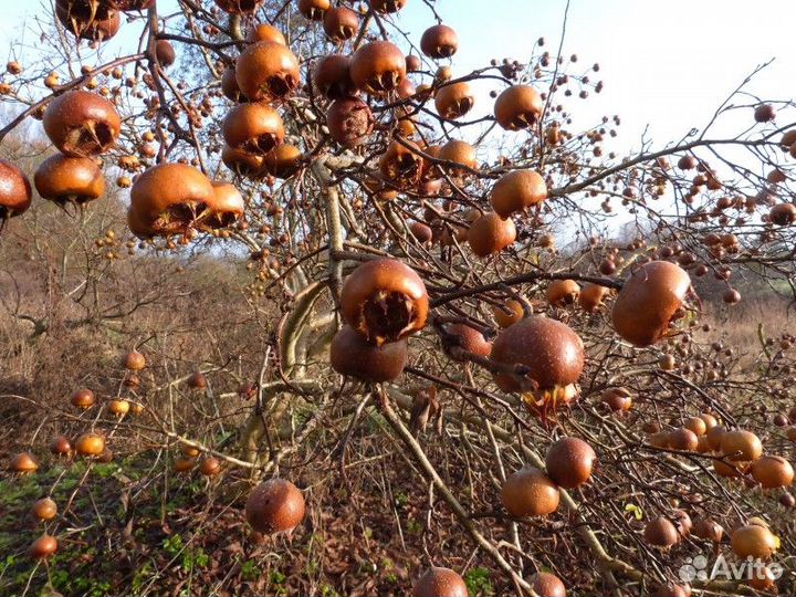 Мушмула Германская