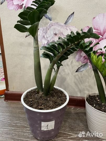 Замиокулькас сорт Зензи