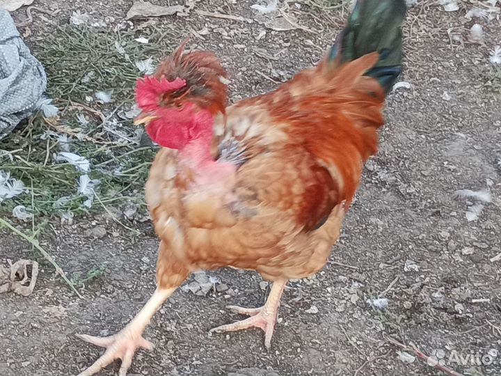 Петушки на племя