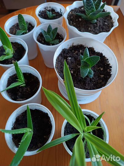 Алое, суккуленты, хлорофитум