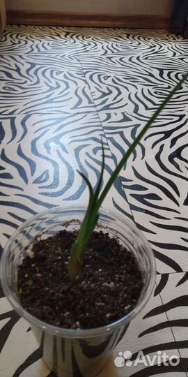 Бронь. Кливия