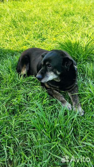 Проявите милосердие к нашей старушке