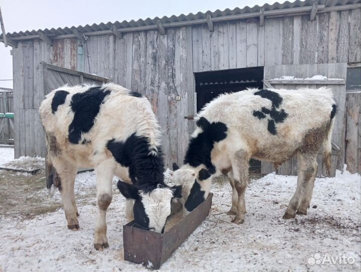 Быки и телки