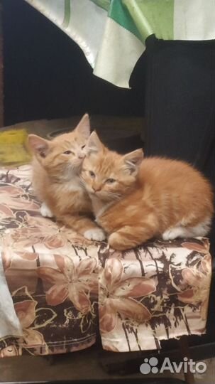 Котята 2-3 мес