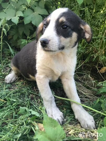 Щенок девочка в добрые руки бесплатно