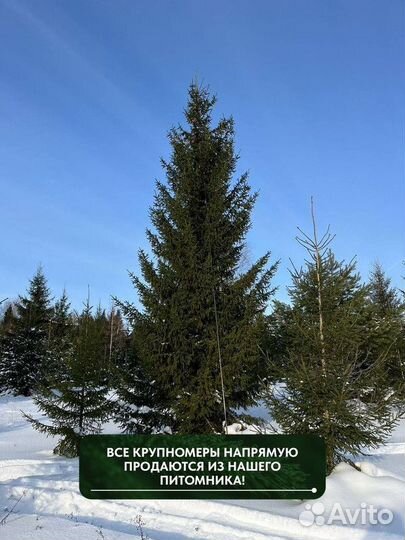 Ель обыкновенная, крупномер