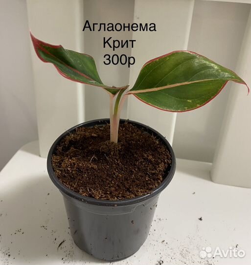 Аглаонема крит