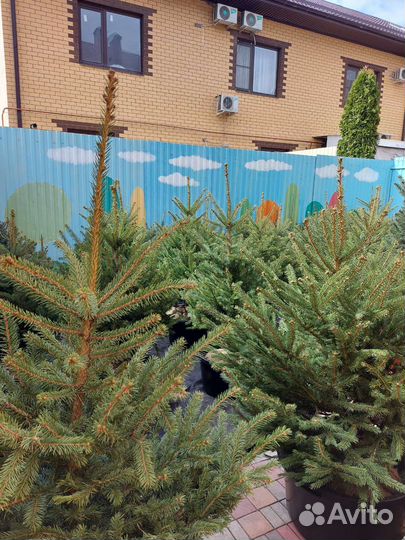 Ели новые поступления из питомника