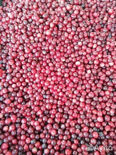 Свежая клюква