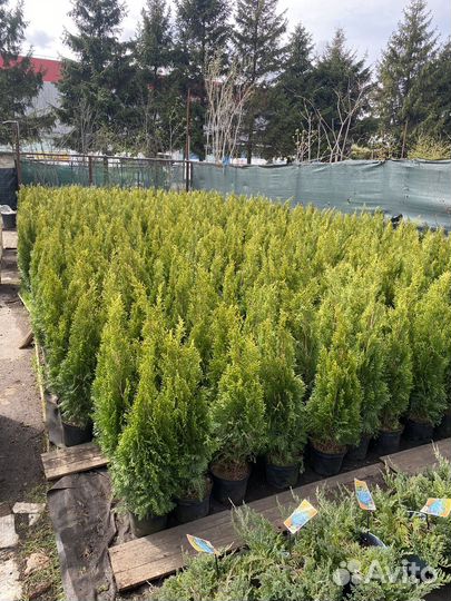Туя западная смарагд 70 см