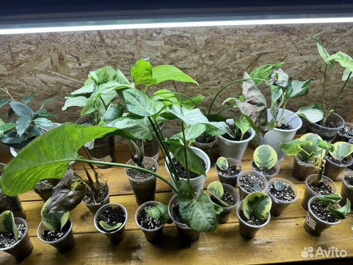 Комнатные цветы