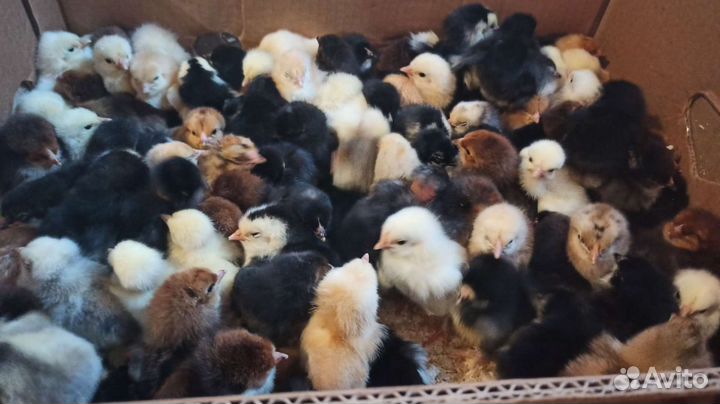 Цыплята
