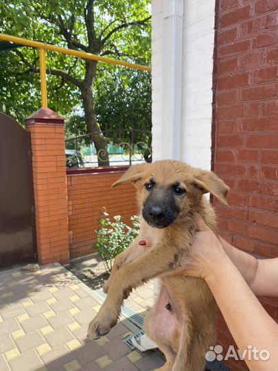 Щенки немецкой овчарки