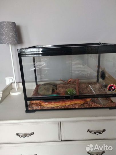 Маисовый полоз