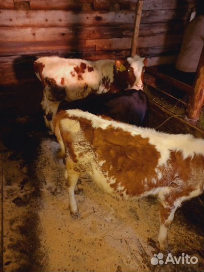 Быки герефорд