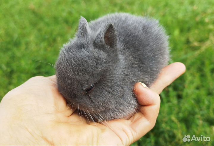 Крольчата минор