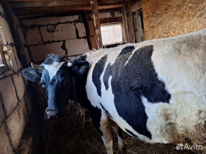 Телки стельные