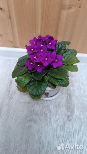 Фиалки сенполии