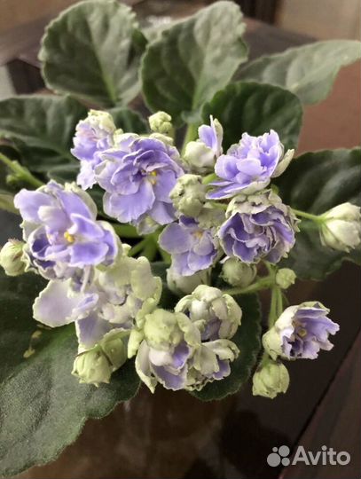 Набор новичка черенков сортовых фиалок