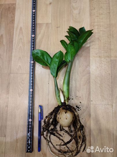 Замиокулькас