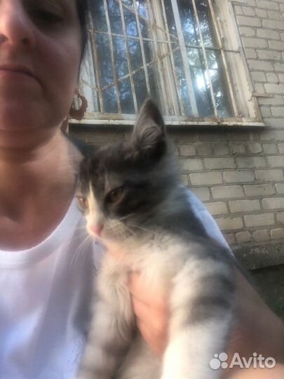 Котенок пропадает на улице