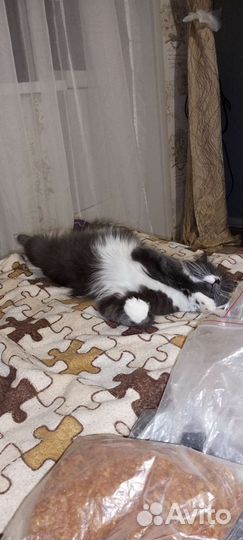 Кошка в дар