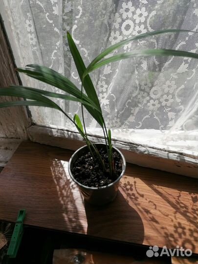 Продам комнатные цветы