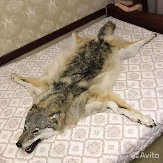 Таксидермия(изготовление чучел)