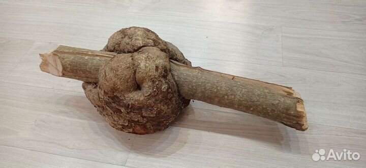 Кап ореховый