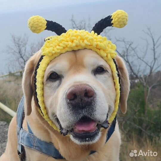 Шапки для собак больших пород лабрадоров