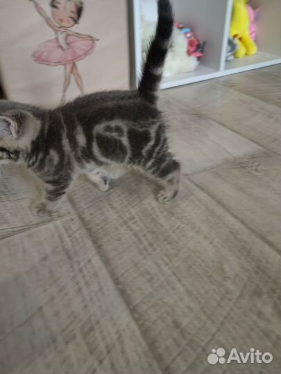 Британские котята