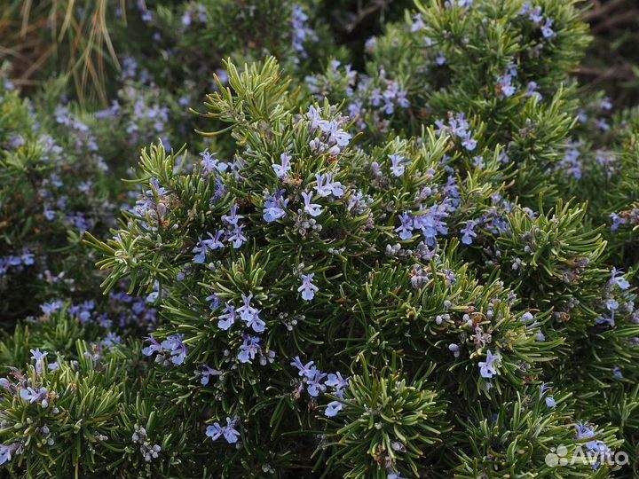 Розмарин саженцы