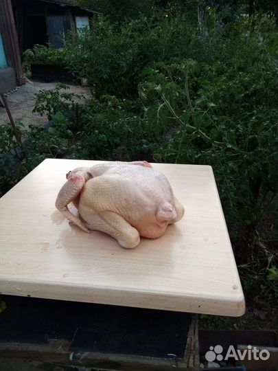 Курица домашняя