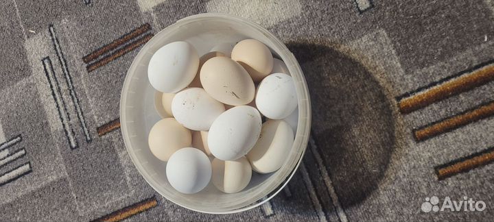 Домашние куриные яйца оптом