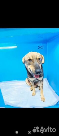 Молодой пёсик ищет добрые руки