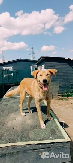 Собака в добрые руки