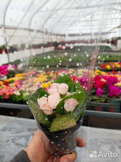 Примула и цикламен