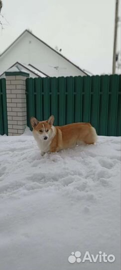 Вязка Вельш Корги Пемброк