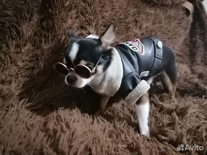 Кабель чихуахуа для вязки